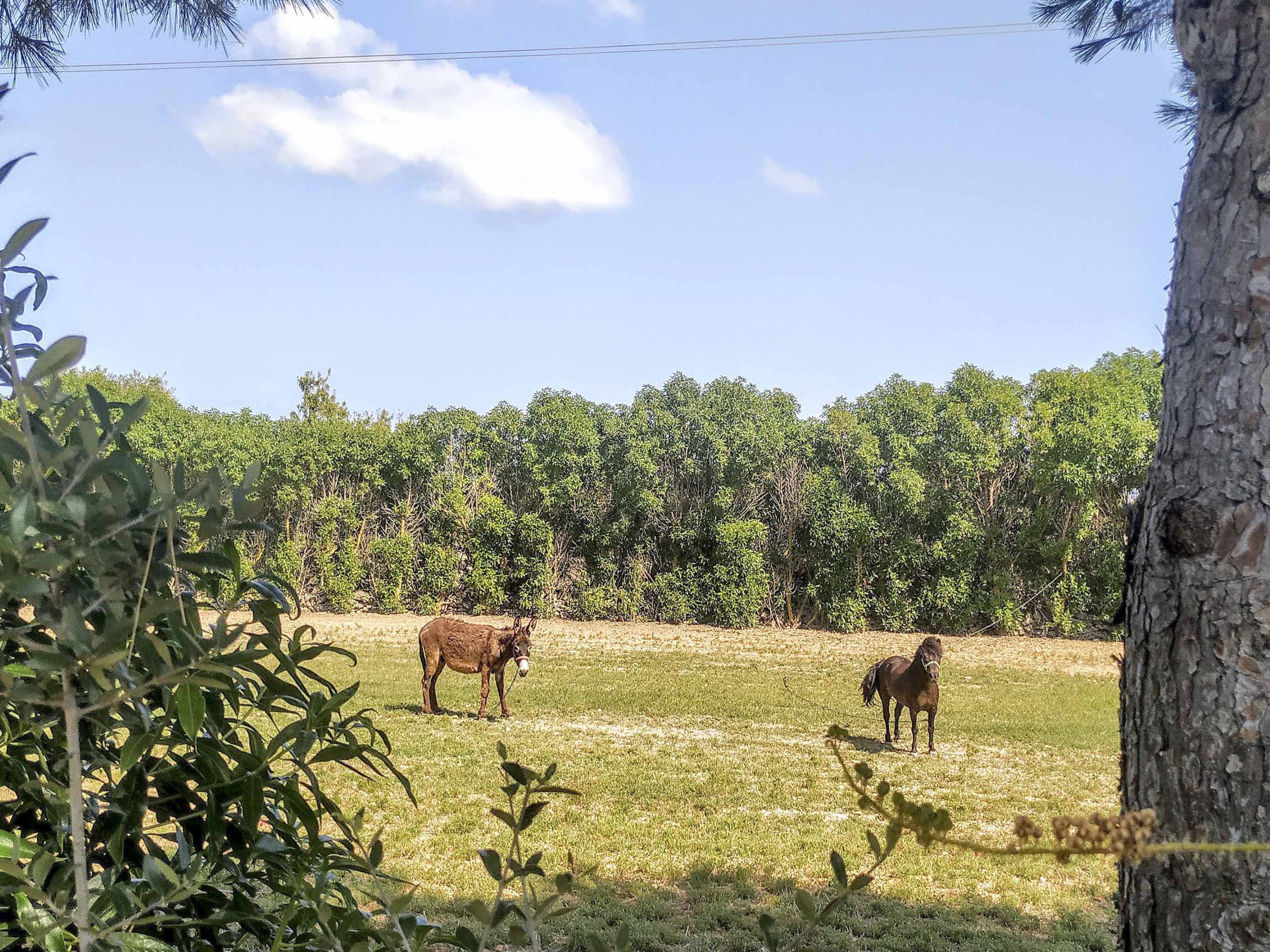 Finca Casa Xilindro Mallorca Urlaub